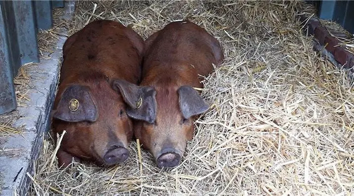 Bed and breakfast 't Bievink - Buitengewoon Overnachten