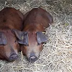 Panzió 't Bievink - Buitengewoon Overnachten